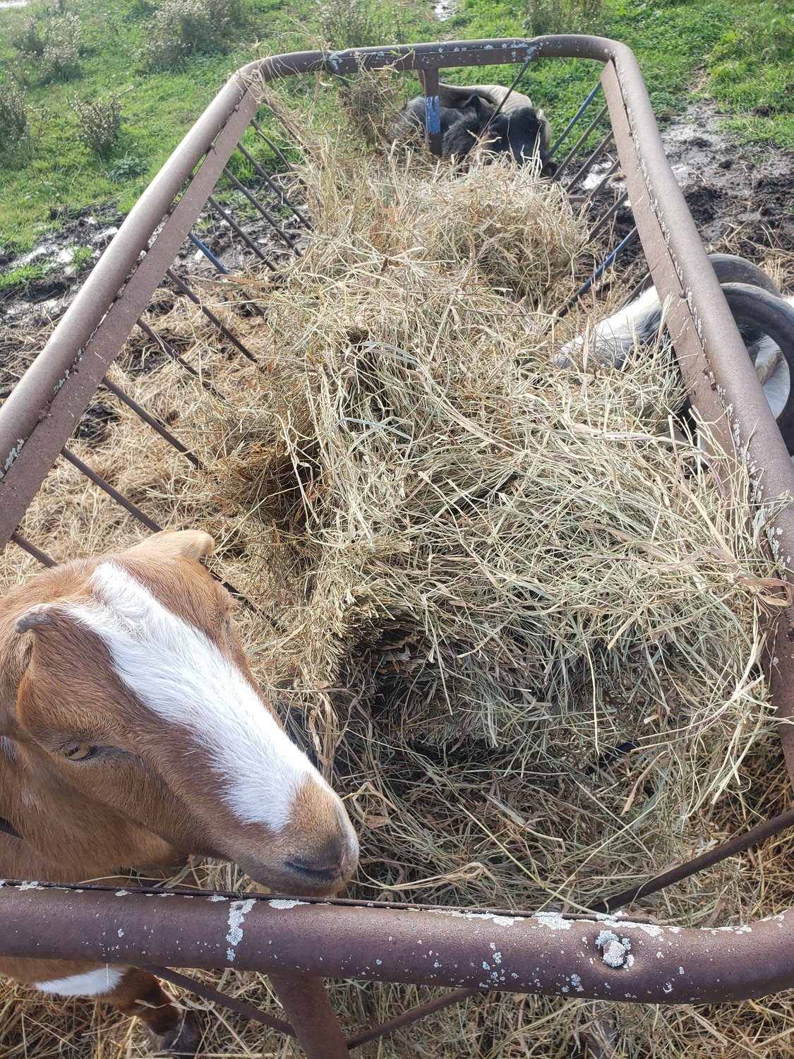 Everyone enjoying breakfast in the outside hay rack.